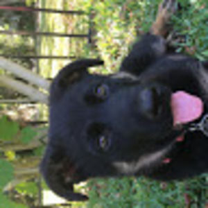 Meet your Posher, Carson